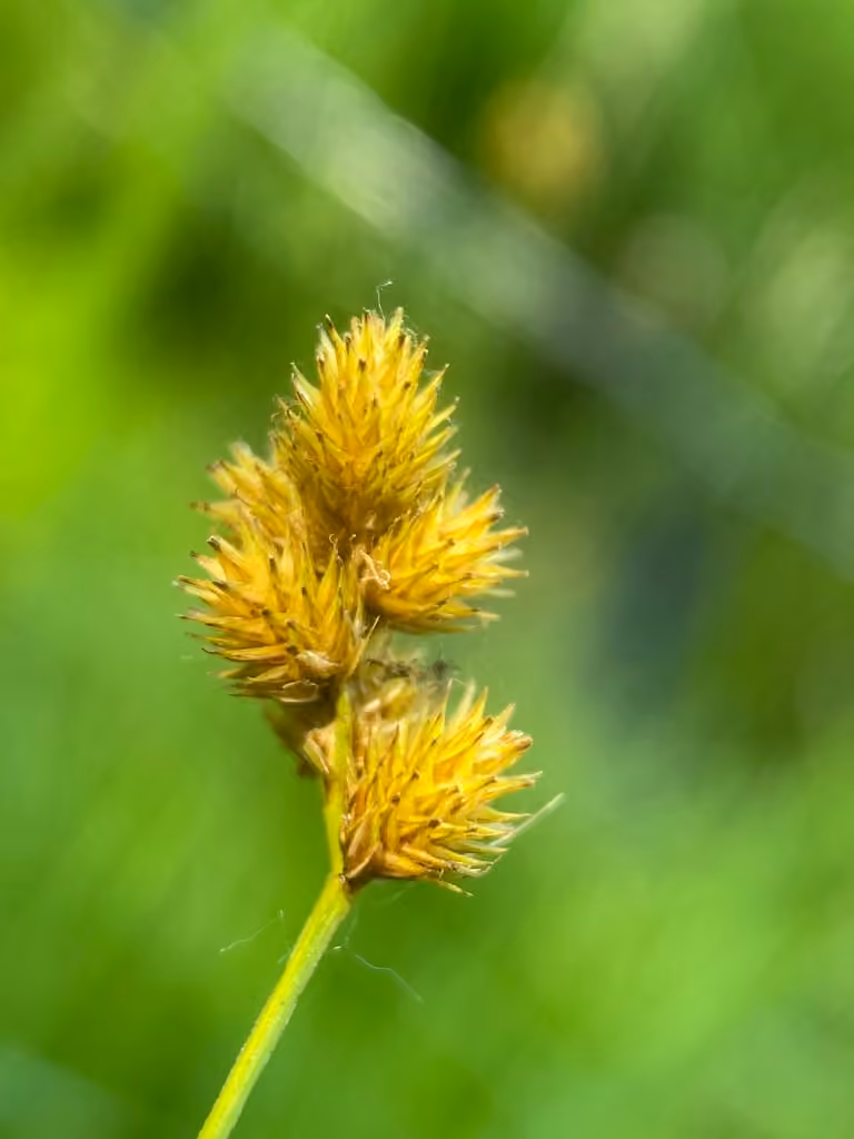 Carex de Bebb, En fleurs