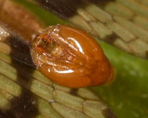 Panorpe fragile, Mâle adulte