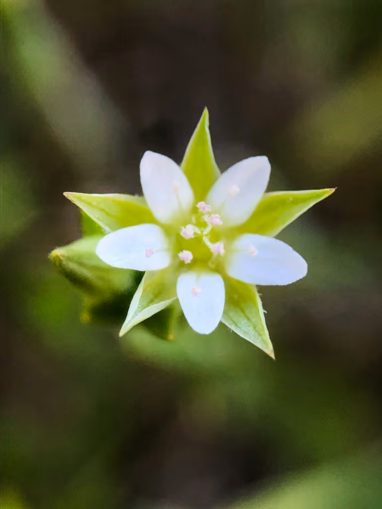 Thymeleaf sandwort, photo 3 of 5