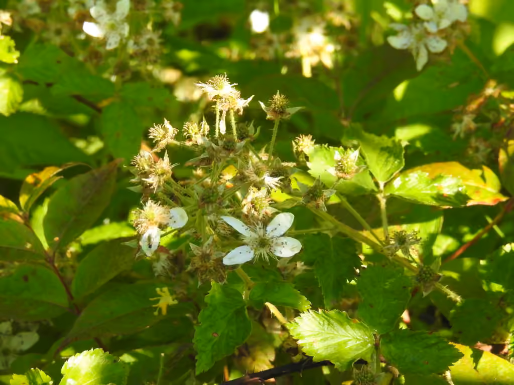 Ronce des Alléghanys, En fleurs