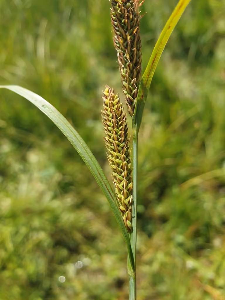 Carex vacillant, photo 1 sur 5