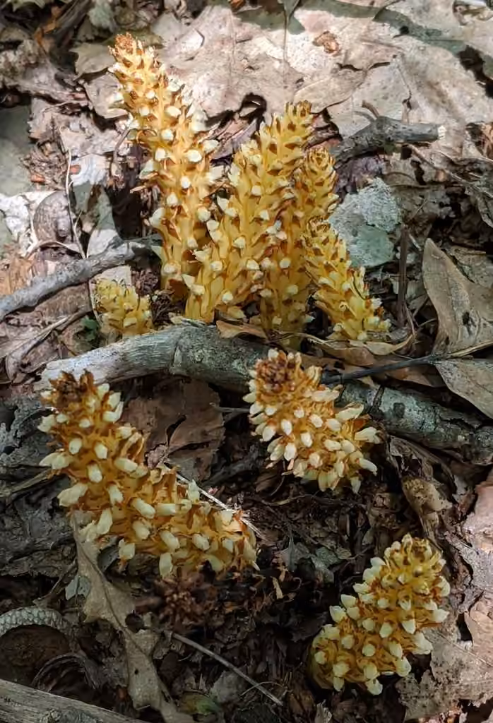 American cancer-root, In flower