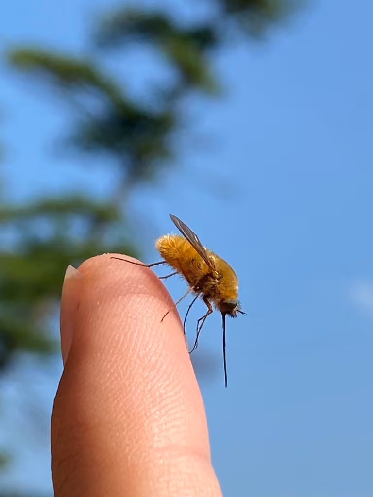Bombyle commun, Adulte