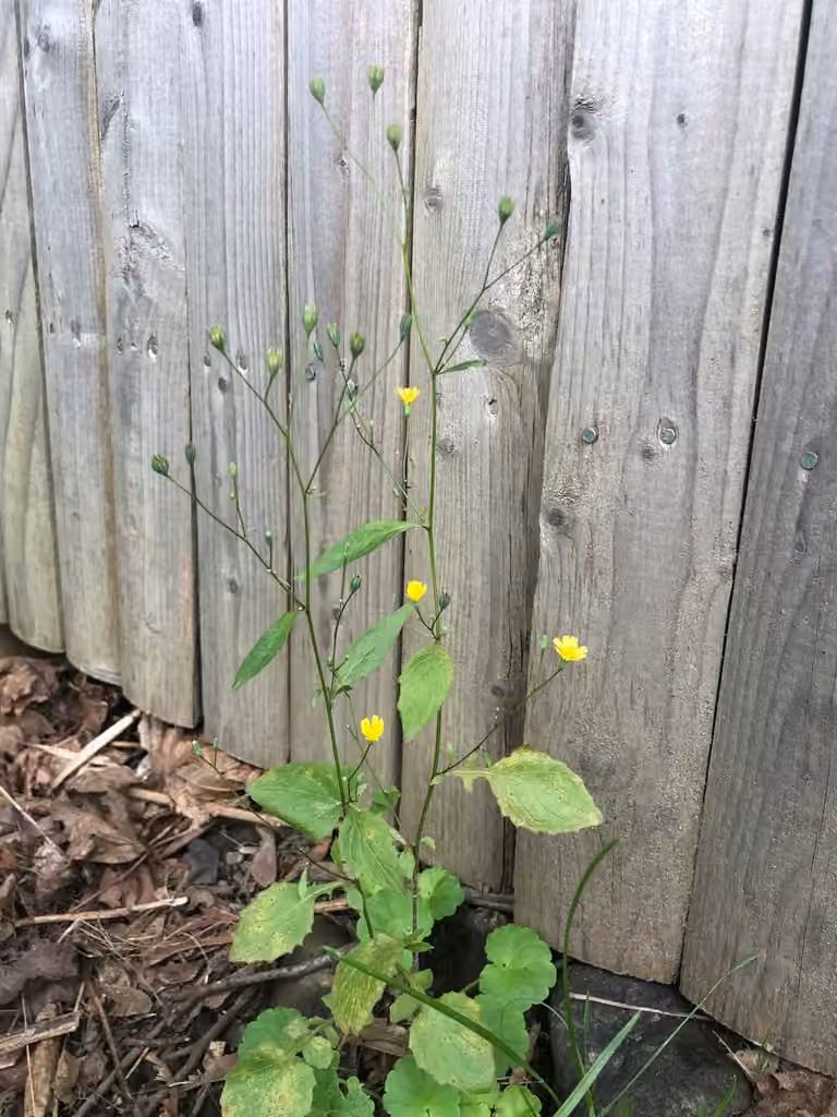 Common nipplewort, In flower