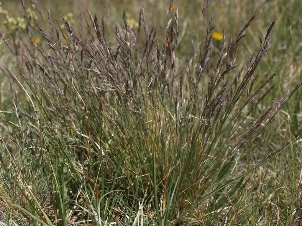 Mountain fescue, photo 3 of 5