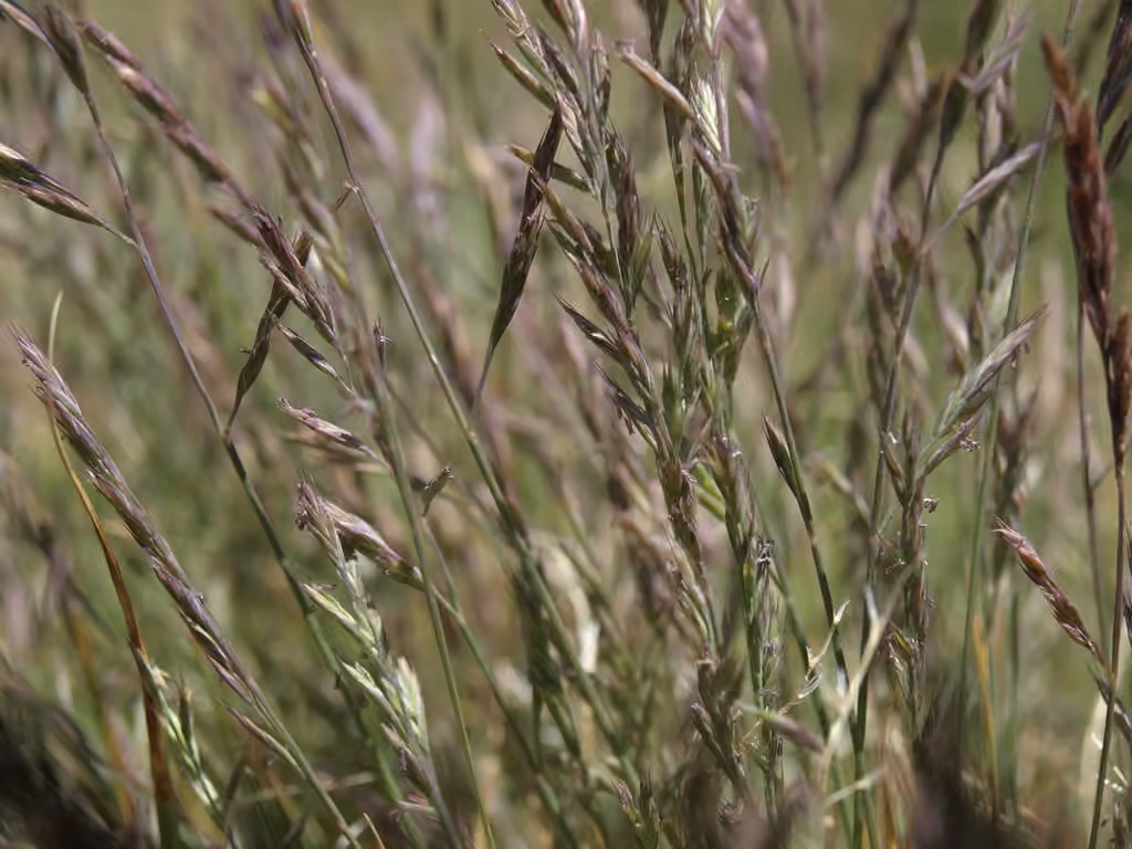 Mountain fescue, photo 2 of 5
