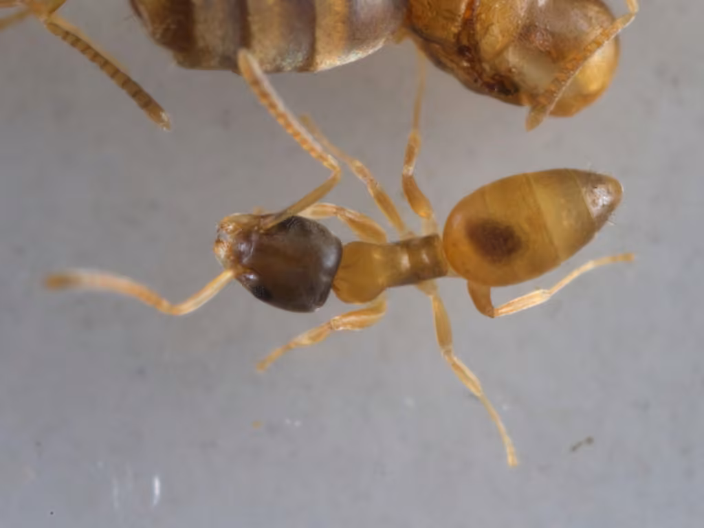 Ghost Ant, photo 3 of 5