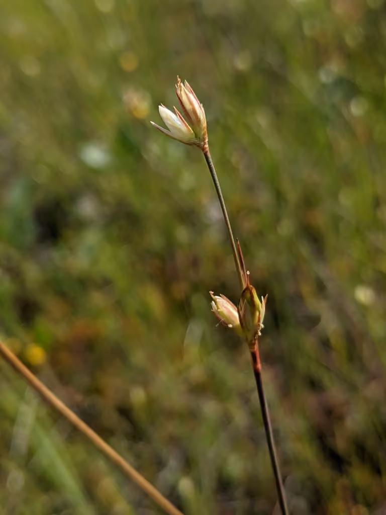 Moor rush, photo 1 of 5