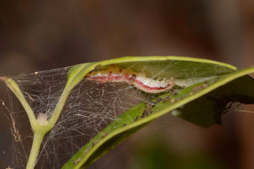 Titian Peale's Moth, Chenille