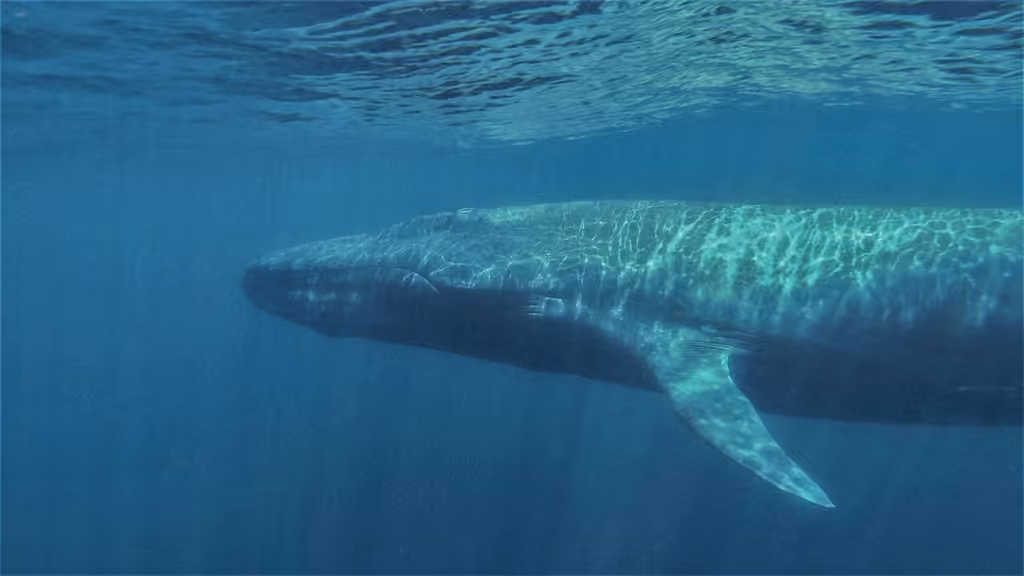 Rorqual bleu, photo 1 sur 5