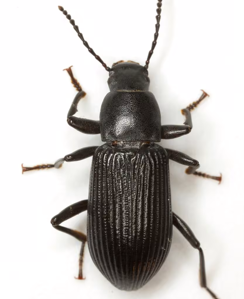 Decaying Darkling Beetle, photo 2 of 5