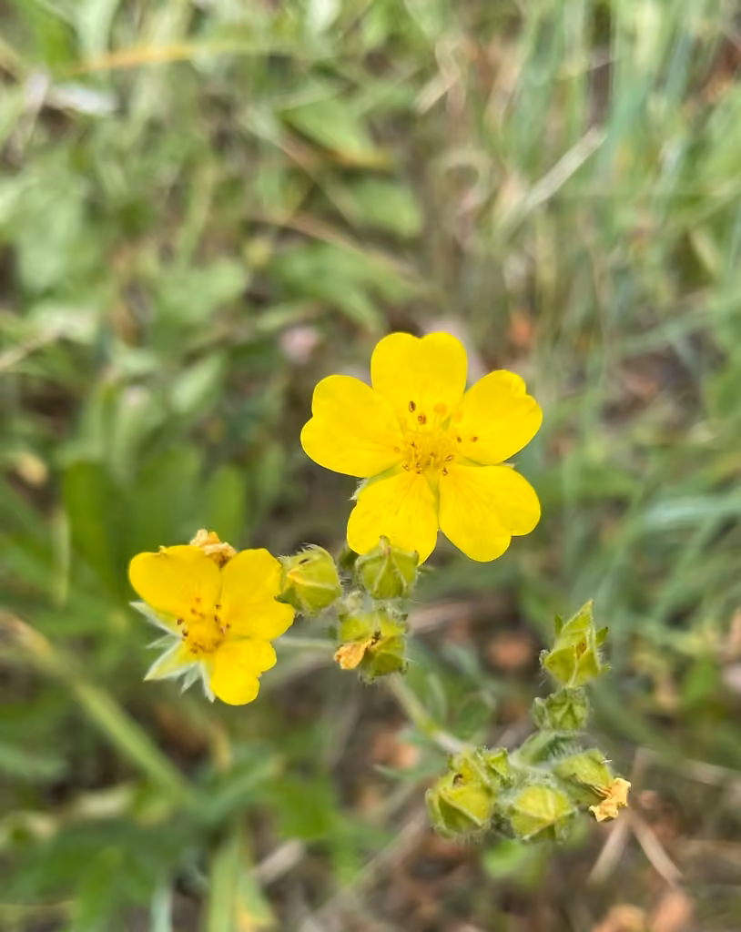 Slender cinquefoil, In flower