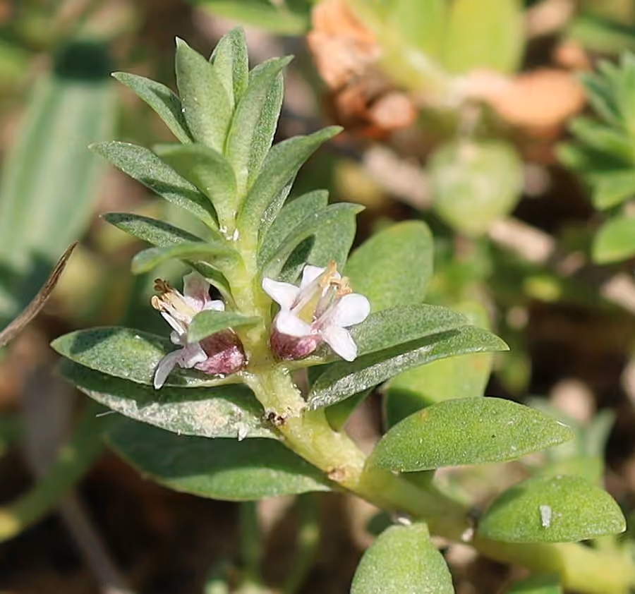 Sea milkwort, In fruit