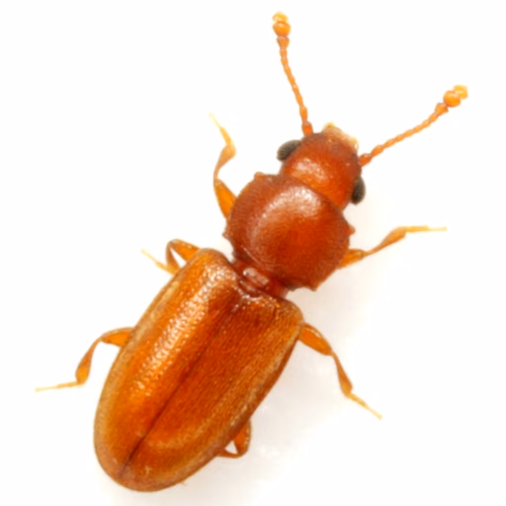 Cucujide des grains