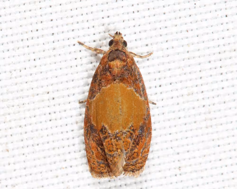 Fern Olethreutes Moth, Adulte