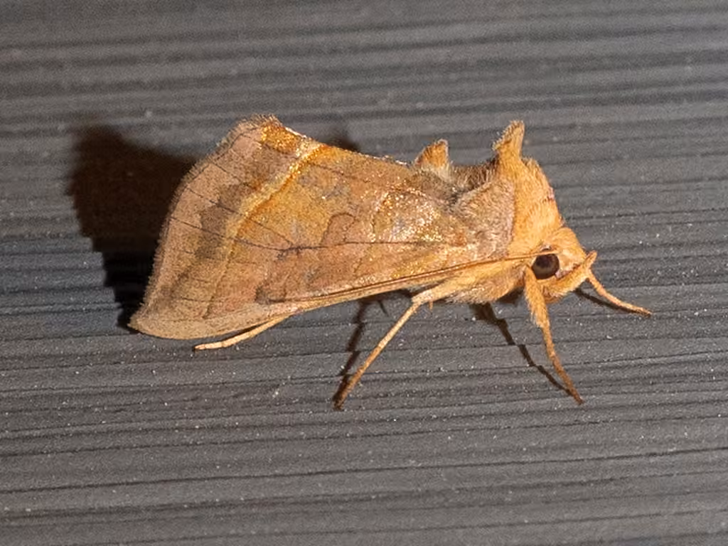 Dark-spotted Looper Moth, Adulte