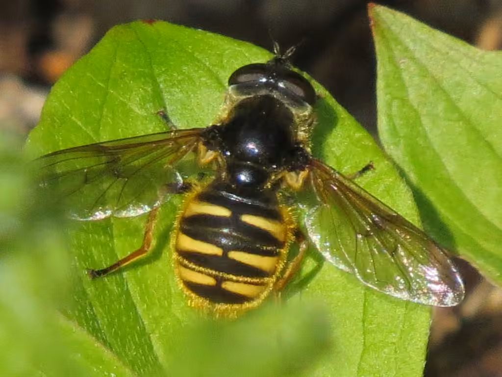 Long-nosed Pond Fly, Female