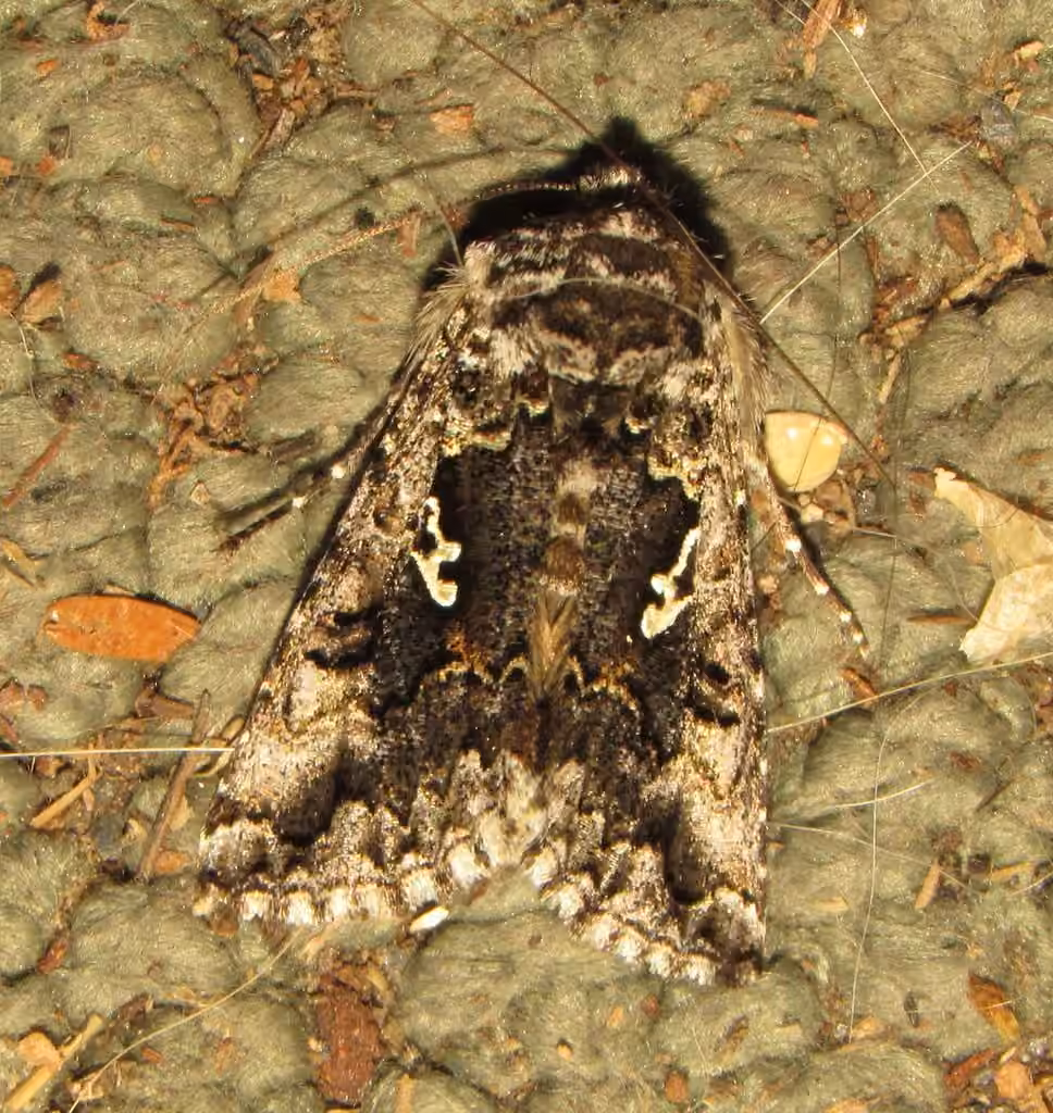 Hooked Silver Υ Moth, Adult