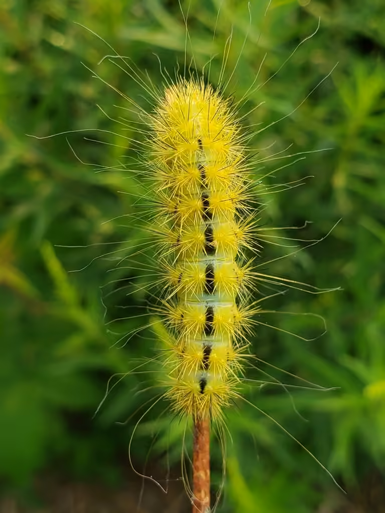 Lanceolate Dagger, Chenille