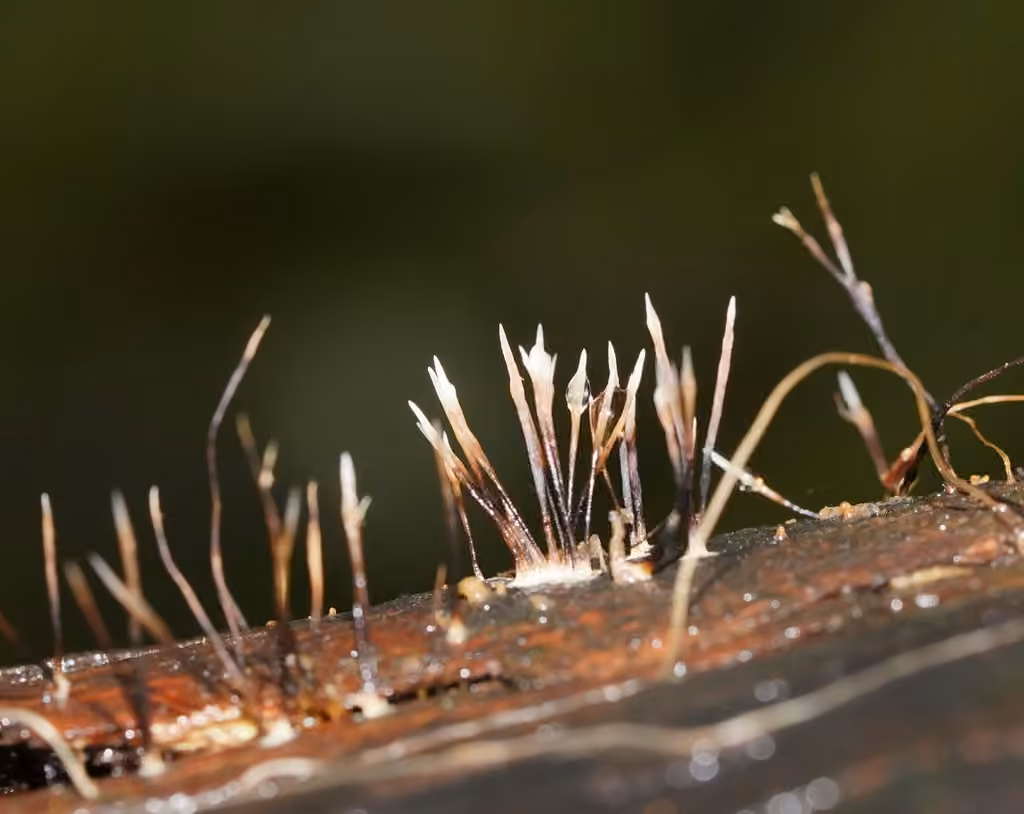Xylaire filiforme, photo 3 of 5