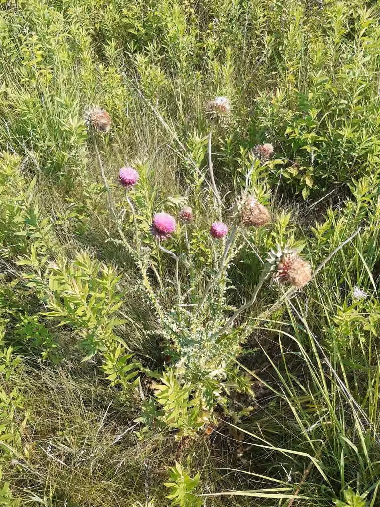 Nodding thistle, In fruit