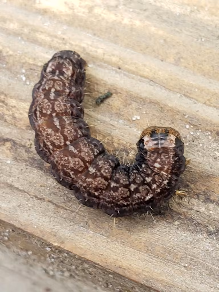 Hesitant Dagger, Caterpillar