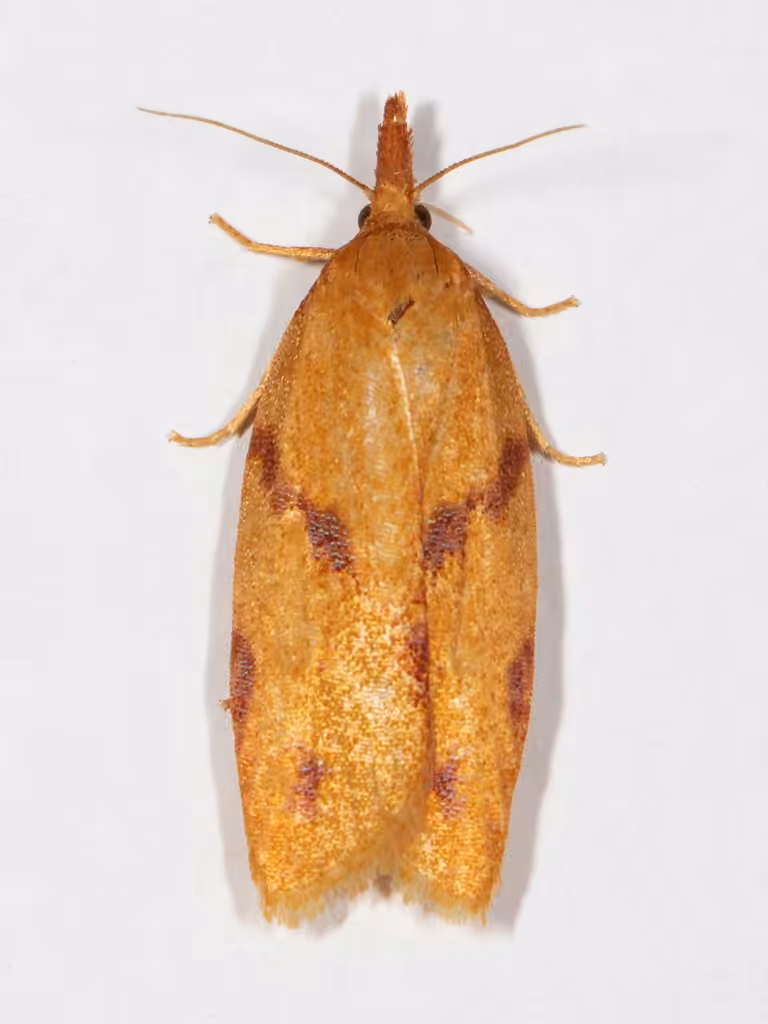 One-lined Sparganothis Moth, Adulte