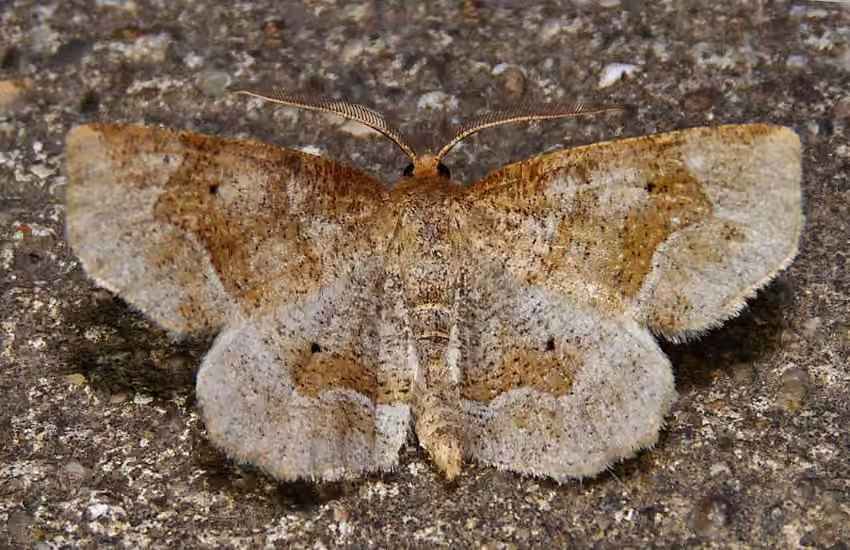 Pale Metarranthis Moth, Adult