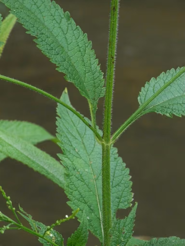 Verveine à feuilles d'ortie, photo 3 sur 5
