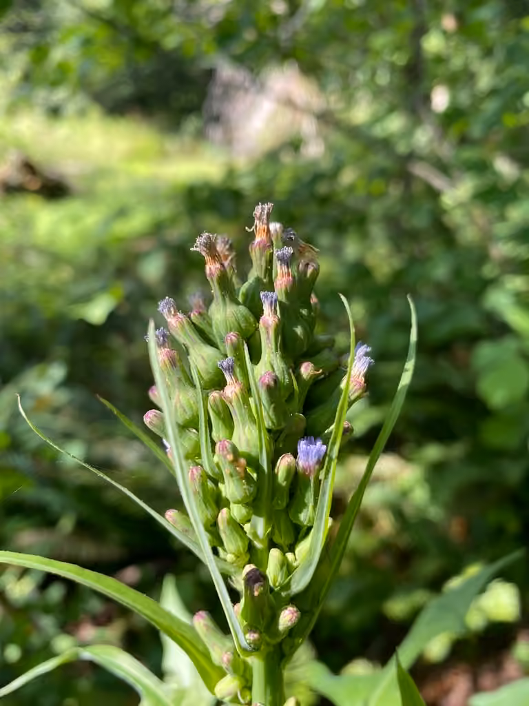 Laitue bisannuelle, En fleurs