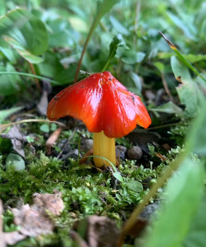 Candy Apple Waxy Cap, photo 1 sur 5