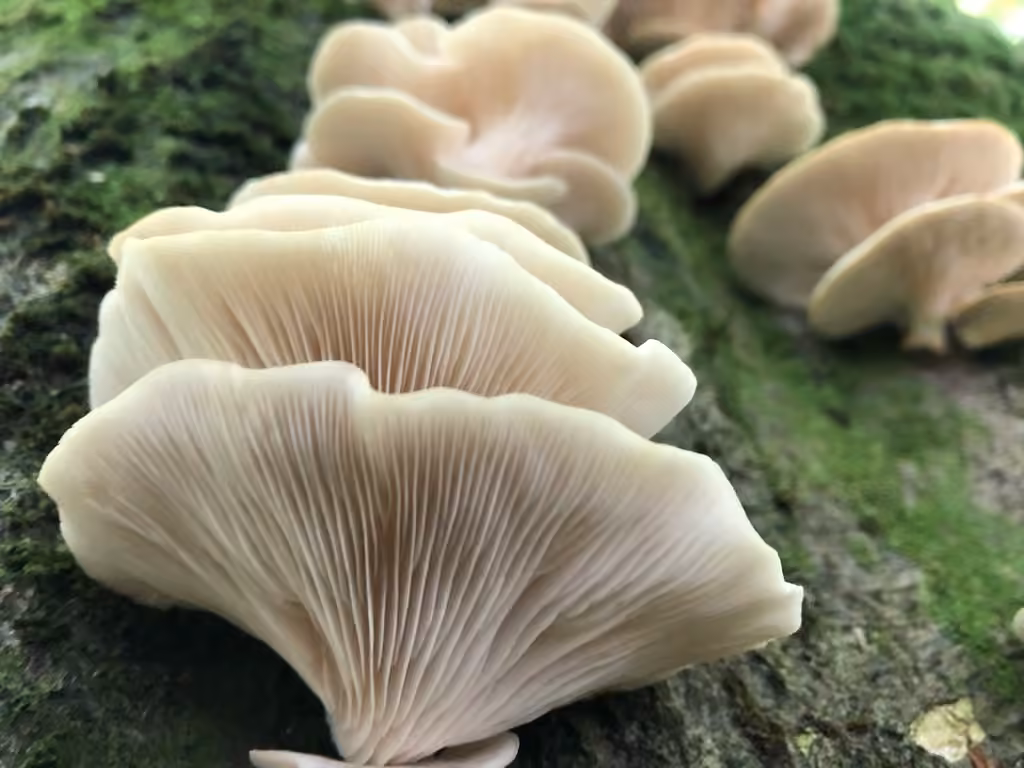 Pale Oyster, photo 2 of 5