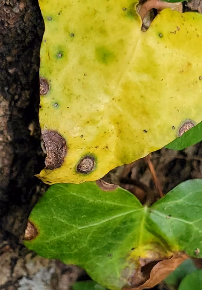 Ivy Anthracnose, photo 3 sur 5