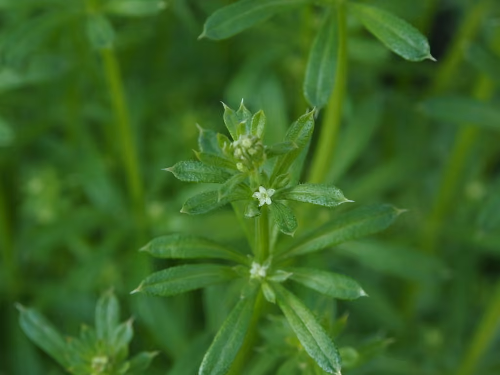 Marin County bedstraw, photo 1 of 5