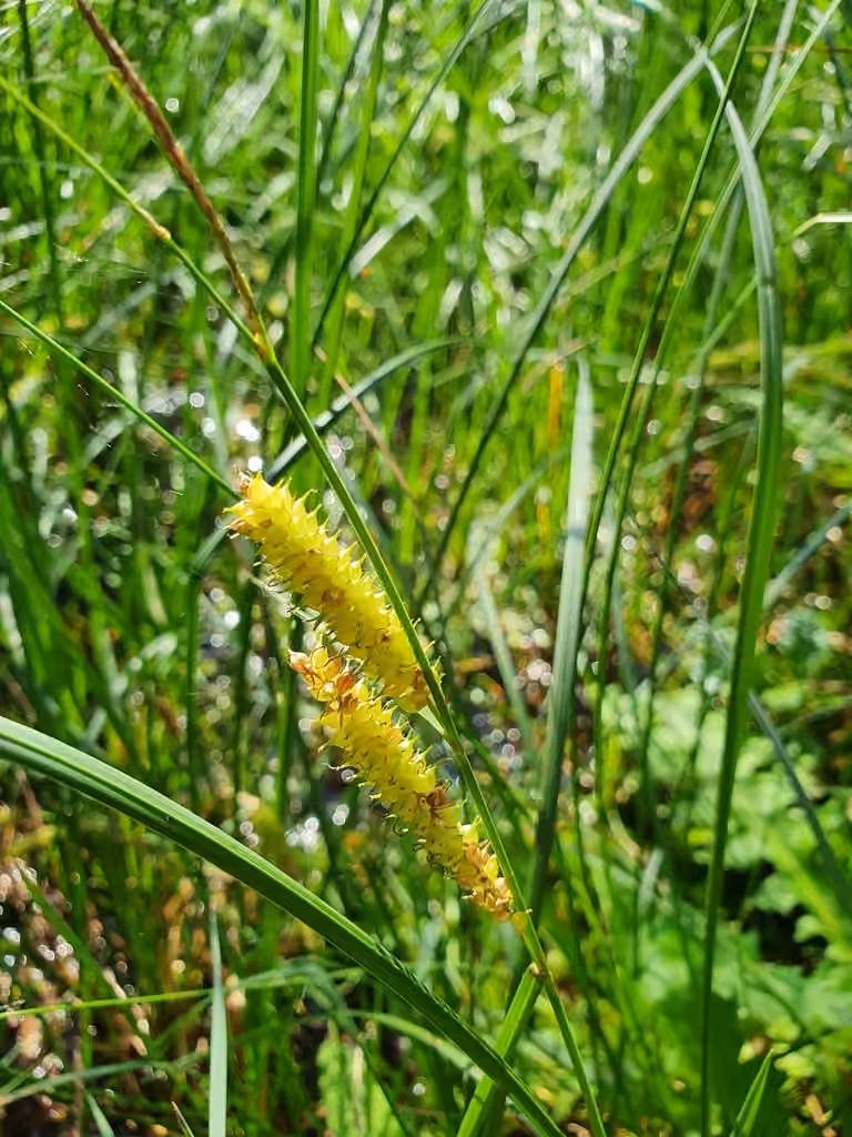 Carex rostré, En fleurs