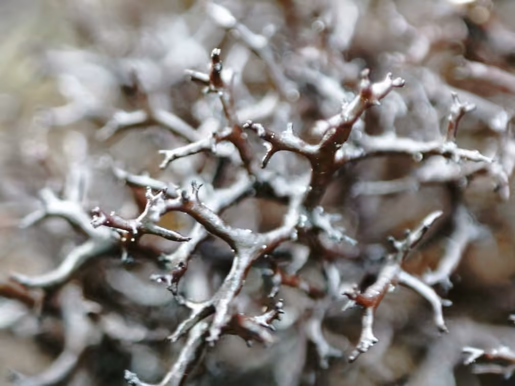 Dubious Heath Lichen, photo 3 of 5