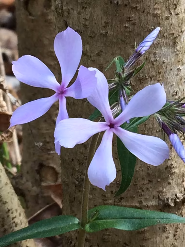 Phlox divariqué, photo 3 sur 5