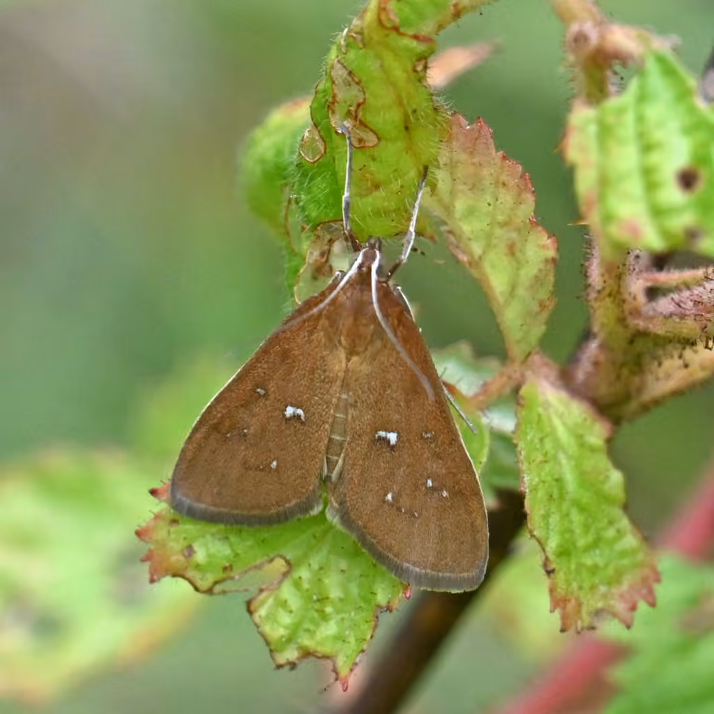 White-spotted Brown, photo 3 of 5