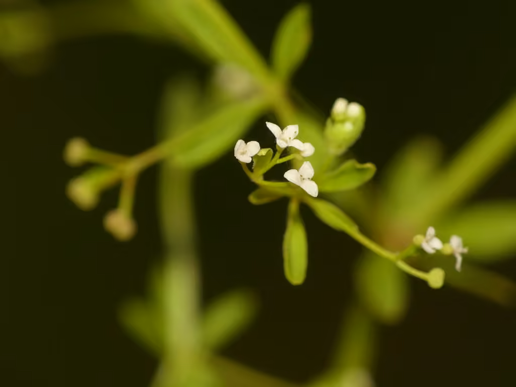 Stiff marsh bedstraw, photo 1 of 5