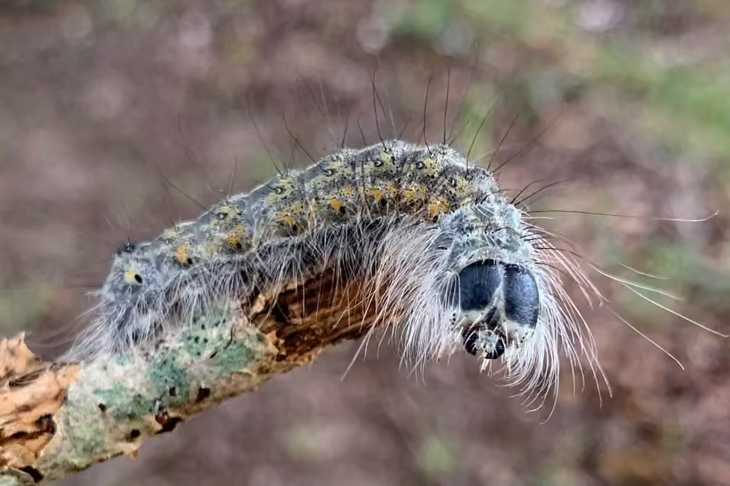 Greater Oak Dagger, Chenille