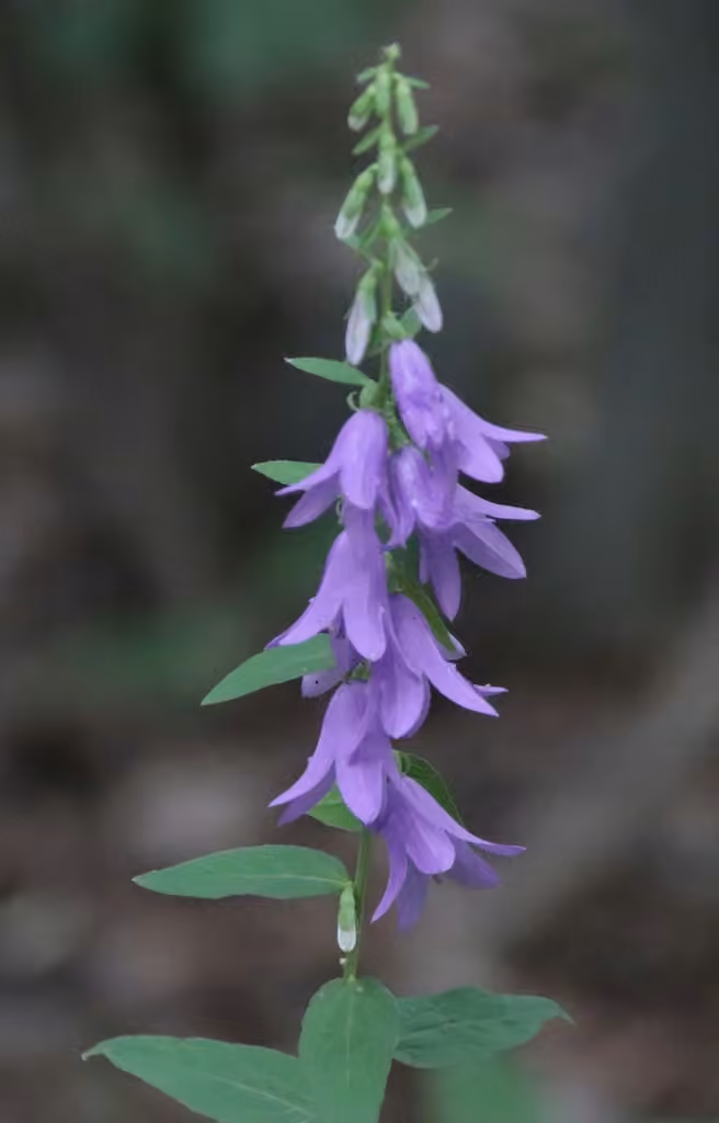 Campanule fausse-raiponce