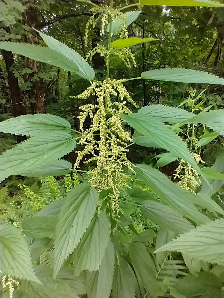 Ortie élevée, En fleurs