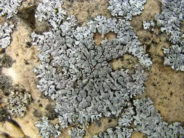Physcie gris bleuâtre, photo 3 sur 5