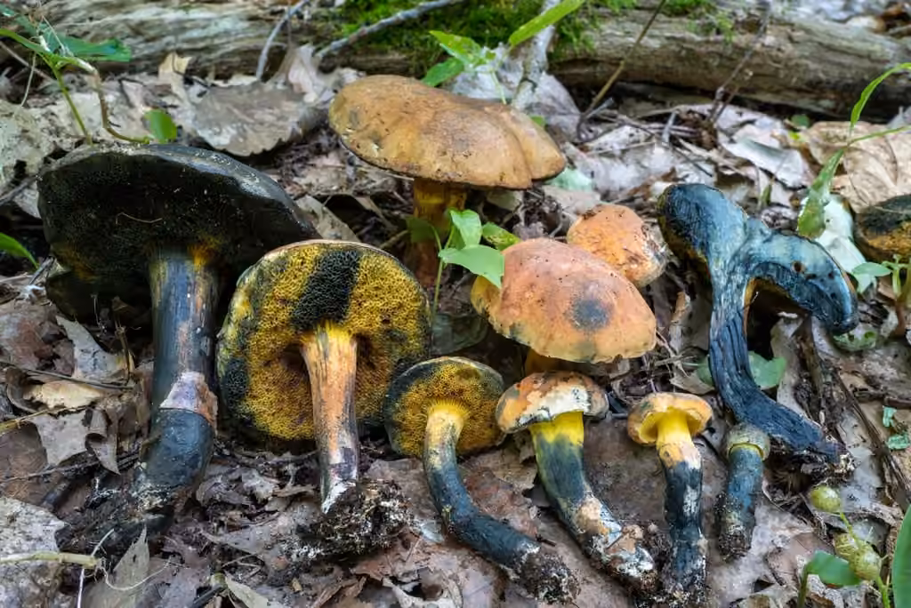 Cyanoboletus cyaneitinctus, photo 3 sur 5