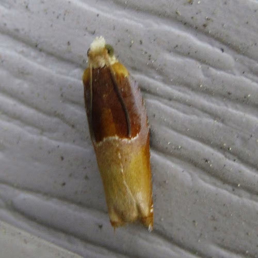 Two-toned Ancylis Moth, Adulte