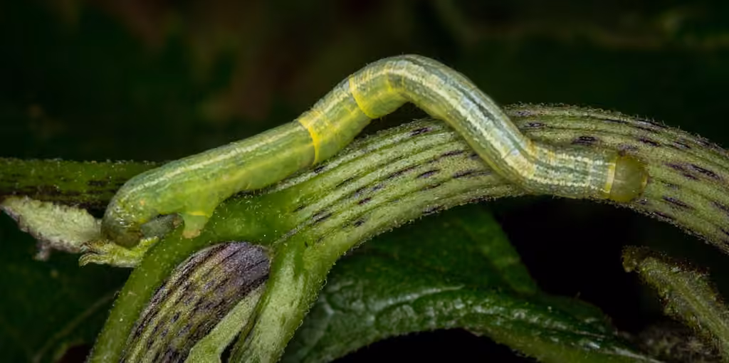 Petite arpenteuse de l'érable