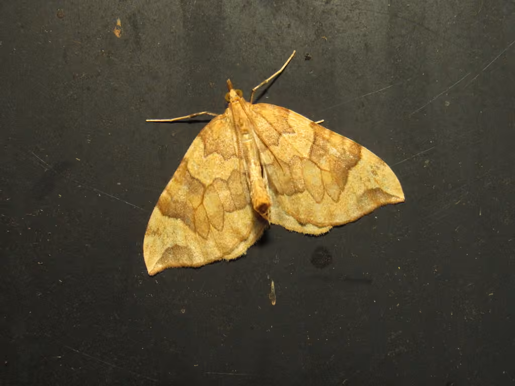 Currant Eulithis Moth, Adulte