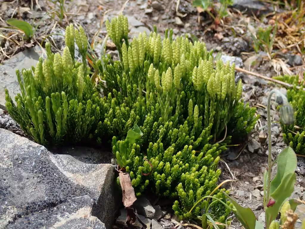Lycopode de Sitka, photo 2 sur 5