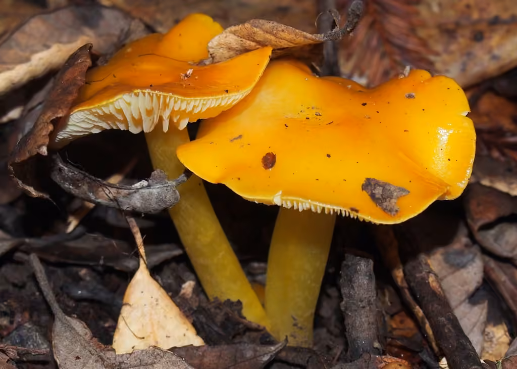 Golden Waxy Cap, photo 1 of 5