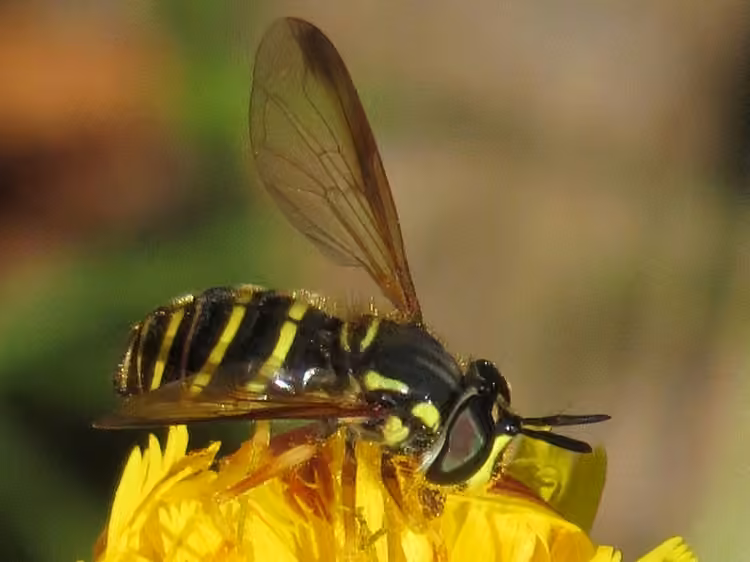 Broad-banded Meadow Fly, photo 2 of 5